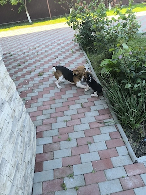 puiuți beagle tricolor 2.5 luni - imagine 5