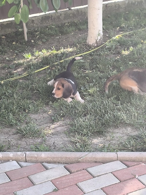 puiuți beagle tricolor 2.5 luni - imagine 4