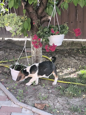 puiuți beagle tricolor 2.5 luni - imagine 3