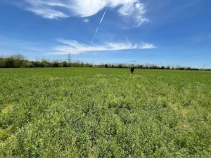  Clinceni Teren 776 mp lângă Lac | Ideal Investiție - imagine 3
