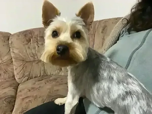 puiuți de yorkshire terier dețin și părinții puilor! 