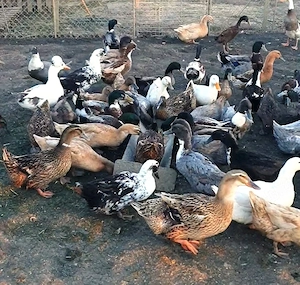 Oua de incubat de la rate Rouen, Pekin, Kaki Campbell, Cayuga si Alergatoare Indiene - imagine 3