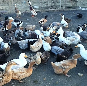 Oua de incubat de la rate Rouen, Pekin, Kaki Campbell, Cayuga si Alergatoare Indiene - imagine 4