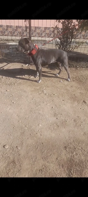 Amstaff blue femela - imagine 2