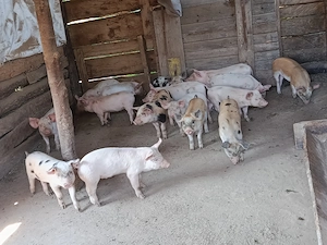 Purcei de vânzare 8 săptămâni 