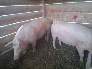 vând 2 scroafă gestantă de 3 luni  120 si 150 kg (prima fătare)1