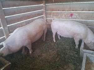 vând 2 scroafă gestantă de 3 luni  120 si 150 kg (prima fătare)1
