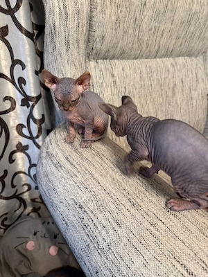 Pisici Sphynx 2 femele și un mascul cu vârsta de 8 săptămâni.  - imagine 3