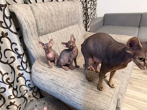 Pisici Sphynx 2 femele și un mascul cu vârsta de 8 săptămâni.  - imagine 5