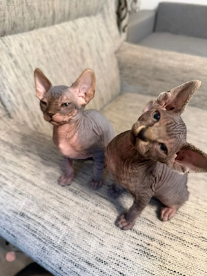 Pisici Sphynx 2 femele și un mascul cu vârsta de 8 săptămâni.  - imagine 2