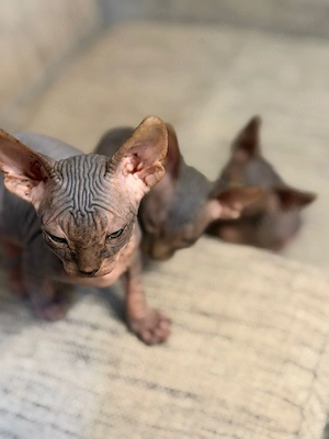Pisici Sphynx 2 femele și un mascul cu vârsta de 8 săptămâni.  - imagine 4