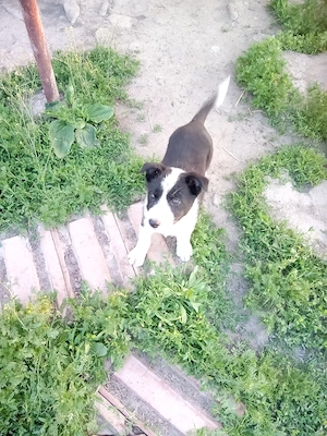 Vând cățeluș din Rasa Border 