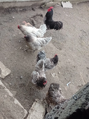australorp cenușiu  - imagine 2