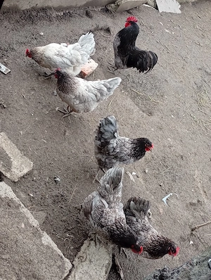 australorp cenușiu 