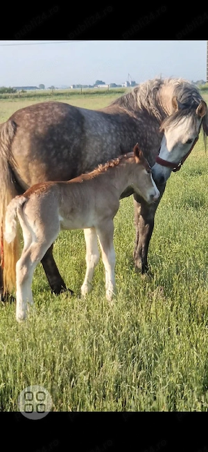 iapa de 4 ani  - imagine 2