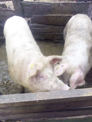 vând porc la alegere 