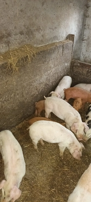 purcei duroc