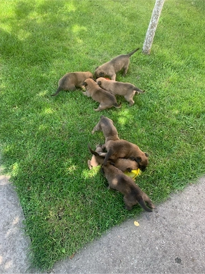 Belgian Malinois - imagine 5