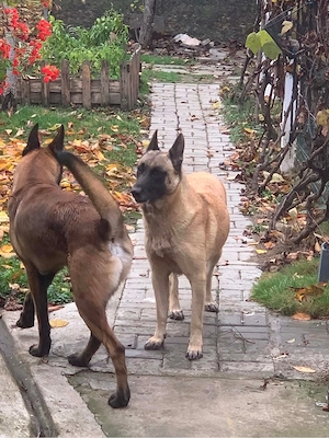 Belgian Malinois - imagine 3