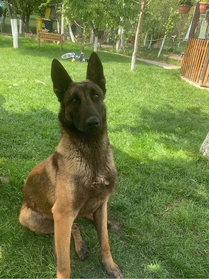 Belgian Malinois - imagine 4