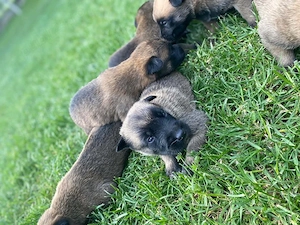 Belgian Malinois