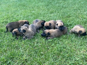 Belgian Malinois - imagine 2