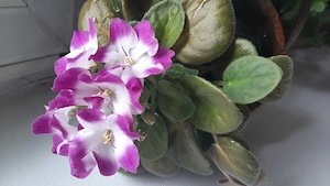 Violeta de parma 