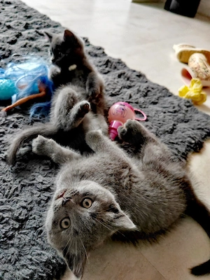 Puiuți British shorthair - imagine 2
