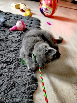 Puiuți British shorthair - imagine 4