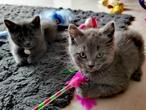 Puiuți British shorthair