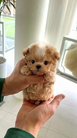 Maltipoo tea-cup poodle toy  pudel toy  - imagine 2