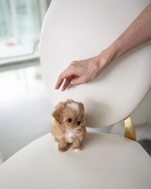 Maltipoo tea-cup poodle toy  pudel toy  - imagine 3