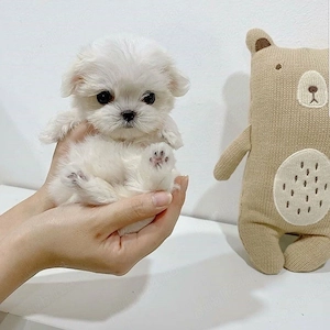 Bichon maltez mini toy  - imagine 2
