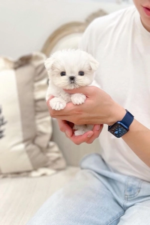 Bichon maltez mini toy  - imagine 5