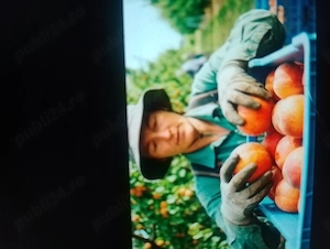 Angajam in agricultura Austria 