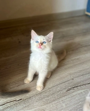 Puiuți Ragdoll - imagine 2