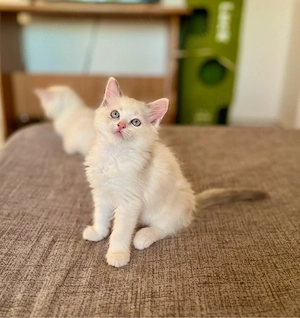Puiuți Ragdoll - imagine 4