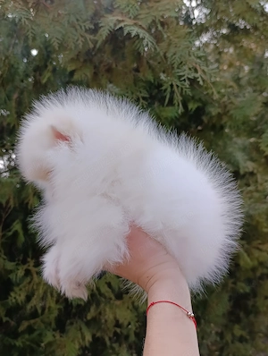Pomeranian mini toy femela și mascul - imagine 2