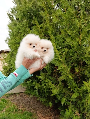 Pomeranian mini toy femela și mascul - imagine 4