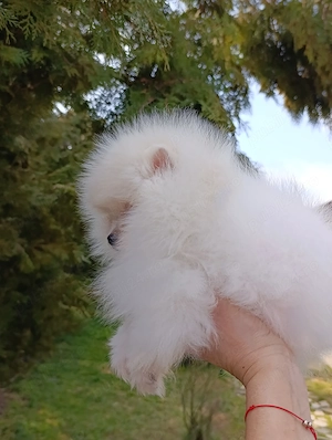 Pomeranian mini toy femela și mascul