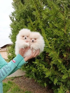 Pomeranian mini toy femela și mascul - imagine 3