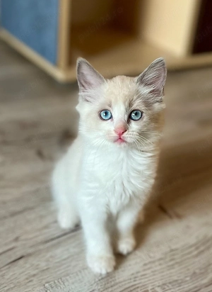 Disponibili puiuți Ragdoll 