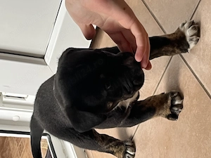 Metis american bully