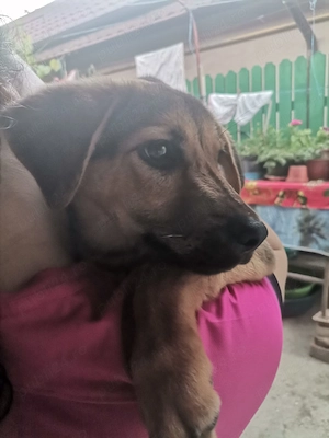 Ofer spre adopție un cățel  - imagine 2
