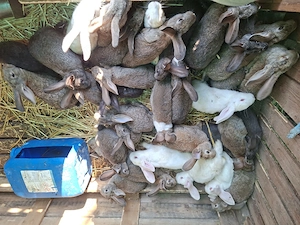Iepuri de vanzare, Dragoești- 50 lei  buc. Tel:  