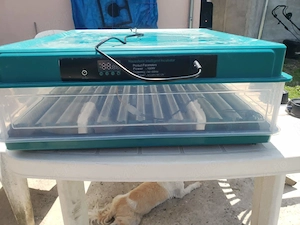Incubator automat