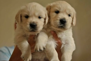 Golde Retriever  - imagine 2