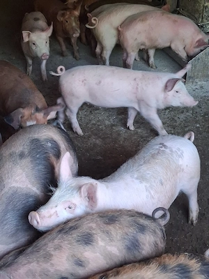 Purcei De Vânzare 15-40 kg - imagine 5