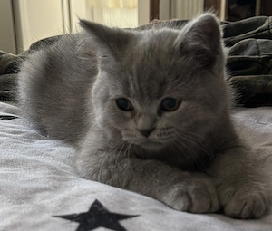 British Shorthair