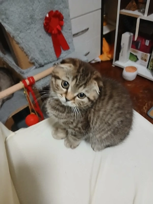 Puiuti pisica british & scotish shorthair iubitori și jucausi  își cauta familii iubitoare!